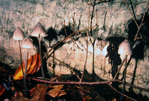 Mycena alcalina, growth pattern and habitat of immature specimens.